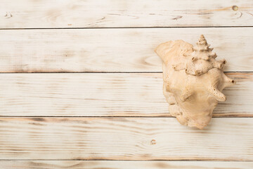 Sea shell on wooden background, top view