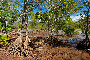 Obraz premium Mangrove trees in the muddy wetlands at low tide on Coochiemudlo Island, Queensland, Australia. 