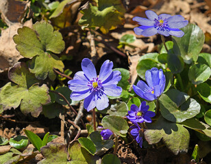 Early spring. Hepatica transsilvanica, called large blue hepatica, species of flowering plant in genus Hepatica