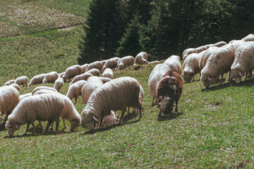 Owce na pastwisku, Polska - obrazy, fototapety, plakaty