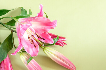 Close-up of pink lily flower on light green background for design on the theme of wedding or holiday invitation