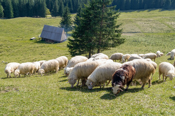 Owce na pastwisku, Polska - obrazy, fototapety, plakaty