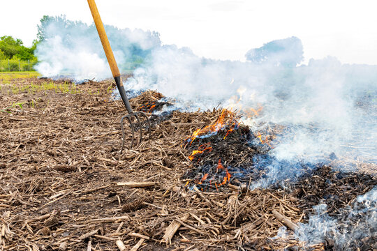 Cornfield Fire With Corn Stover And Trash Burning In Farm Field. Farming, Agriculture And Flooding Cleanup Concept.