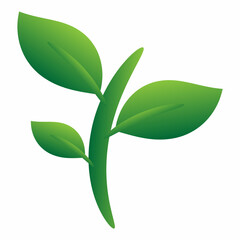 green leaf isolated on white background