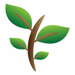 green leaf isolated on white background