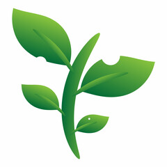 green leaf isolated on white background