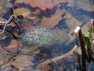 カエルの卵