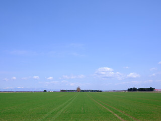 青空と緑の畑
