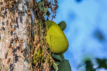 Organic Jackfruit or jack fruit hanging from tree