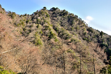 丹沢の七沢山を望む
