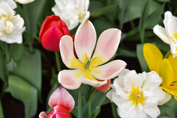 white and yellow tulips