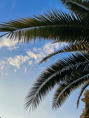 Fototapeta na wymiar palm tree and sky