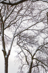 trees covered with snow on white sky background at winter day