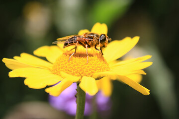 abeille
