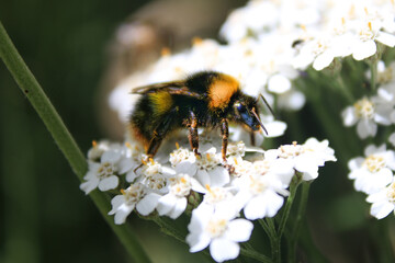 abeille