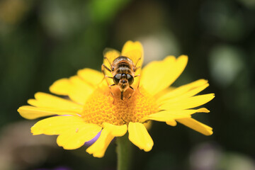 abeille