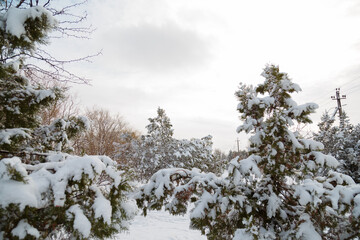 beautiful fir trees covered with snow on cloudy sky background, selective focus, winter landscape