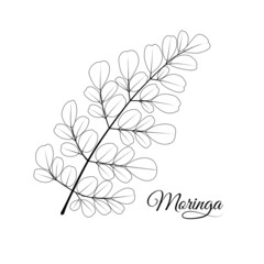 Moringa leaf or Moringa oleifera sketch, isolated on white background, vector illustration.