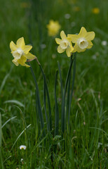 Spring yellow daffodils or narcissus in green meadow