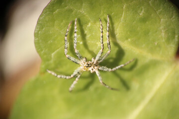araignée