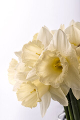 fresh yellow flowers narcissus with drops of water