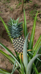 Pineapple fruit on the plantation farm