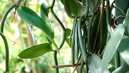Close up of green Vanilla bean pods on plantation. Plantation in Zanzibar, Africa. Shallow depth of field