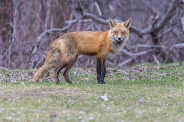 Male red fox in spring