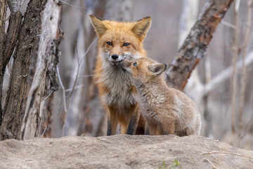 Red fox family in spring