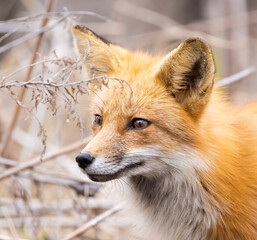 Male red fox in spring