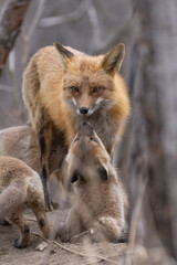 Naklejka na ściany i meble Red fox family in spring