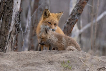 Red fox family in spring