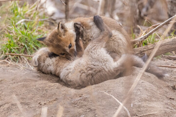 Fototapeta premium Fox pups playing