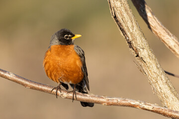 American robin (Turdus migratorius) in spring	