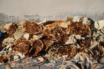 dried mushrooms on a tree