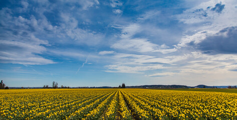 daffodil field with clouds