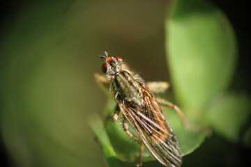 insecte