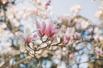 Branches of blossoming magnolia-trees in sun lights .Blossoming magnolia orchard in spring. Romantic mood. Magnolia flowers. Flowering time. Spring time