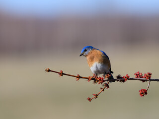  Male Eastern Bluebird Perched on  Tree Branch in Spring