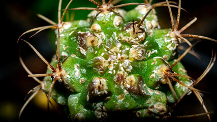 Green Gymnocalycium mihanovichi cactus with white insects as pest. closeup of plant with pest