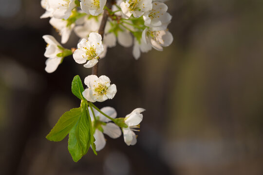 Spring flowers bloom in April