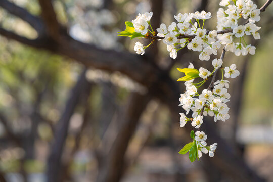 Spring flowers bloom in April