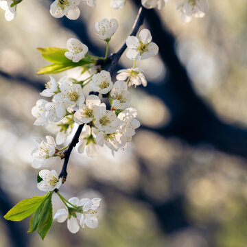 Spring flowers bloom in April