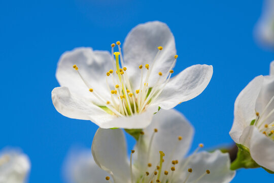 Spring flowers bloom in April