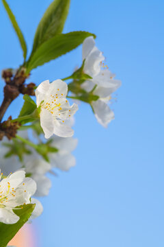 Spring flowers bloom in April