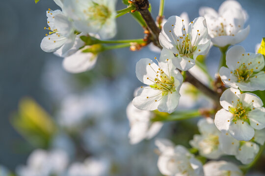Spring flowers bloom in April