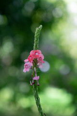 Closeup image of delicate pink flowers on a single stem. Selective focus. 