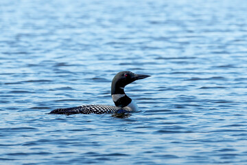 The common loon (Gavia immer) or great northern diver on the lake.
