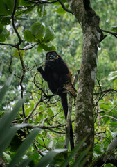 Howler Monkey eating at a tree 