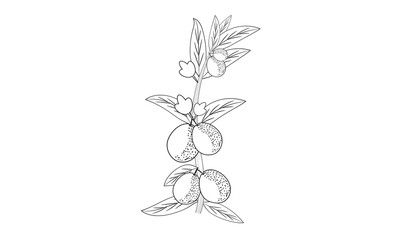 Sketch Floral Guava fruit with leaves linen on white background